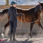 Playing it SAFE around horses: Equine rescue organization moves to Redmond