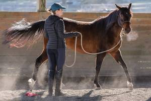 Playing it SAFE around horses: Equine rescue organization moves to Redmond