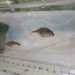 Redmond students get hands-on experience with fish