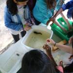 Redmond students get hands-on experience with fish