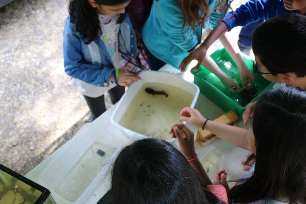 Redmond students get hands-on experience with fish