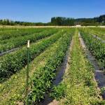 Brian Scheesher&rsquo;s Agrarian Society Farm was part of the Sammamish Celebration of Lavender and the Arts last weekend. Scheesher farms more than 20 acres in the south end of the Sammamish Valley Agricultural Production District and is located at 15410 N.E. 124th St., Redmond. He has fields of all sorts of vegetables and herbs, including more than 4,000 tomato plants. Courtesy of Brenda Vanderloop