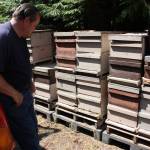 Barnett checks out a recently established hive that moved into abandoned boxes. Good news, since like many beekeepers across the country, Barnett has been hit hard by colony collapse disorder. Aaron Kunkler/Redmond Reporter