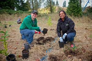 Volunteers help plant trees at Marymoor Park on Oct. 10. Courtesy of King County Parks | Eli Brownell