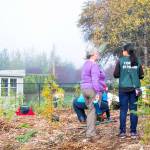 Residents participated in the Green Redmond Day tree planting event at parks on Oct. 28. The Green Redmond Partnership puts on the event, which is a collaboration between the city, Forterra and volunteers. It has been happening since 2009 and has brought more than 1,000 acres of forested parkland into active management. Activities included removing non-native and invasive plants as well as planting native trees and shrubs.