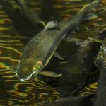 Activists fear that Atlantic salmon that escape from fish farms can spread disease to native fish such as these pink salmon.