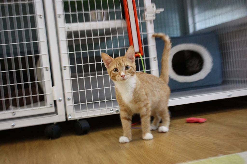 Another cat at The Whole Cat and Kaboodle in Redmond. Aaron Kunkler/Redmond Reporter