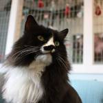 One of the cats available for adoption at The Whole Cat and Kaboodle enjoys a morning in the cafe. Aaron Kunkler/Redmond Reporter