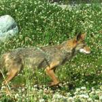 State officials: Don’t feed the coyotes