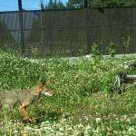 A coyote uses the wildlife crossing to cross Northeast Novelty Hill Road on Redmond Ridge about two years ago. Reporter file photo, courtesy of King County