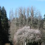 Marymoor Park visitors enjoy the warm day matched with a blue sky on Saturday morning. Andy Nystrom, Reporter
