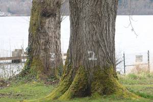 Redmond has begun removing 30 trees from Idylwood