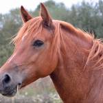 Deadly EHV horse virus detected again in King County stable