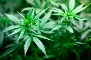 Redmond’s pot stores bring in the green