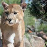 It is extremely unusual for cougars to attack humans, say officials, as they are shy animals that usually hunt smaller animals like deer, rabbits and goats.
