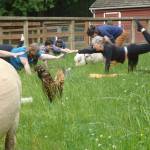 Yoga with Animals classes will be held on June 2 and June 9. Photo via Facebook