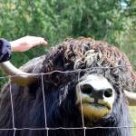 From Tibet to the Peninsula: Yaks are settling in
