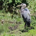 An afternoon at the river