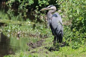 An afternoon at the river