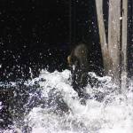 An adult Chinook salmon leaps up a fish ladder at the Issaquah Fish Hatchery. Aaron Kunkler/staff photo