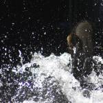 Salmon can be seen all across the Eastside