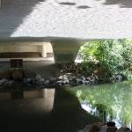 The Sammamish River Trail runs along much of the Sammamish River and provides many places where salmon can be seen migrating upstream. This photo was taken under the Northeast 85th Street bridge in Redmond. Aaron Kunkler/staff photo