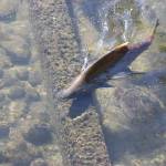 An adult Chinook salmon crosses the first barrier in a fish ladder at the Issaquah Fish Hatchery. Aaron Kunkler/staff photo