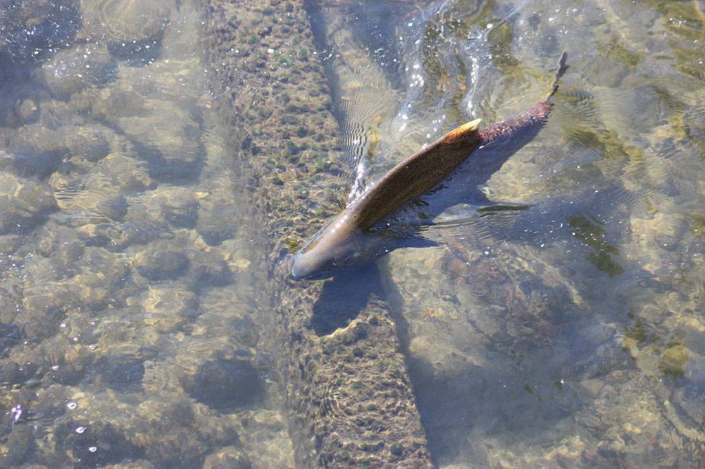 An adult Chinook salmon crosses the first barrier in a fish ladder at the Issaquah Fish Hatchery. Aaron Kunkler/staff photo