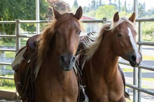 Redmond’s own horse rescue receives international accreditation