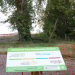 Redmond’s Idylwood Park trees will be removed by early November