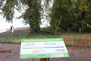 Redmond’s Idylwood Park trees will be removed by early November