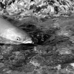 A salmon swims up stream. Courtesy photo.