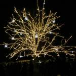 The oak tree at Redmond City Hall all lit up following the countdown during Redmond Lights on Dec. 1. Samantha Pak/staff photo