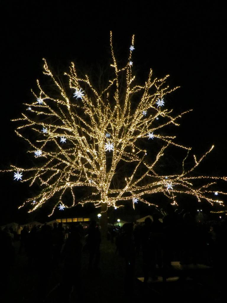 The oak tree at Redmond City Hall all lit up following the countdown during Redmond Lights on Dec. 1. Samantha Pak/staff photo