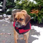 A dog in Redmond is bundled up to stay warm in the cold. Photo courtesy of Becky Takacs