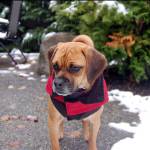 Snow hits lowland areas of King County