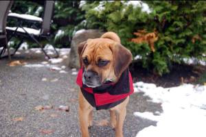 Snow hits lowland areas of King County