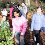 Norman Rockwell Elementary is one of the many LWSD schools that is putting sustainability in action. The students are Rockwell have an outdoor classroom and garden boxes where they plant produce. Photo courtesy of Lake Washington School District