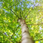 Think P.I.N.K to frame your trees into a beautiful, functional landscape