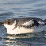 Habitat for the marbled murrelet in King County includes areas around the Middle and North Forks of the Snoqualmie River, as well as areas around the Skykomish and Upper Cedar rivers. File photo