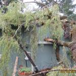 Fall storm proves preventive tree care is key