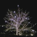 The lighting of the the oak tree at Redmond City Hall campus began at 5 p.m. on Dec. 7. Stephanie Quiroz/staff photo