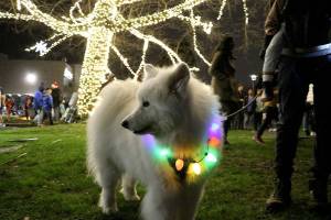 Stephanie Quiroz/staff photo                                 Panko enjoying Redmonds annual Winter Festival on Dec. 7.