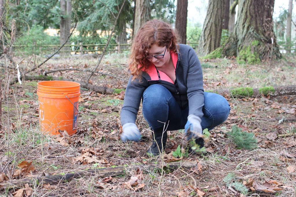 Michelle Hyde works to remove invasive plant species from the wooded area in Idylwood Park. Samantha Pak/staff photo