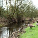 Jake Berg/staff photo                                A pair of geese standing on the bank of Bear Creek near downtown Redmond. The purpose of the NPDES permit is to reduce the amount of polluted stormwater runoff flowing into the lakes, rivers, streams and groundwater.