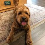 Betty, a bookstore dog in training at Brick & Mortar Books in Redmond. Photo courtesy of Brick & Mortar Books