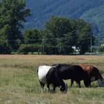 Cows at Tollgate Farm Park in North Bend. Photo by Conor Wilson/Valley Record