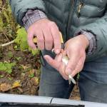 Chris Gregersen injects a young chinook salmon with a small transponder used for tracking the migration of the fish. Photo courtesy of King County