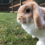 Princess Buttercup enjoying some fresh air and green grass. Courtesy of Facebook.