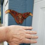 The size of the atlas moth in comparison to the size of a mans hand. Courtesy of WSDA.